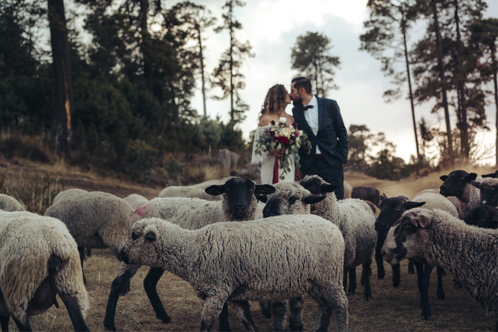foto de novios con ovejas en la naturaleza